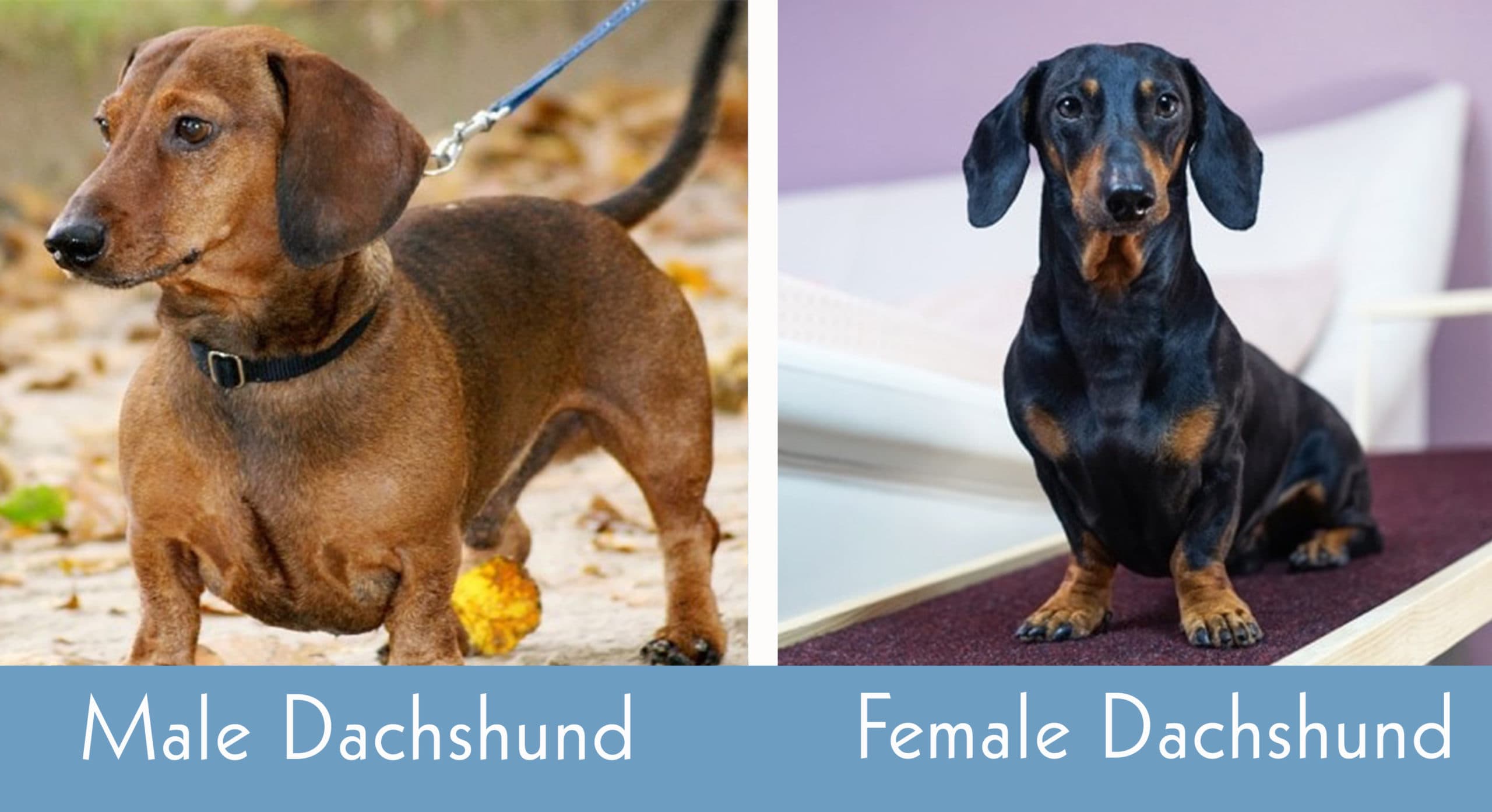 male vs female dachshund