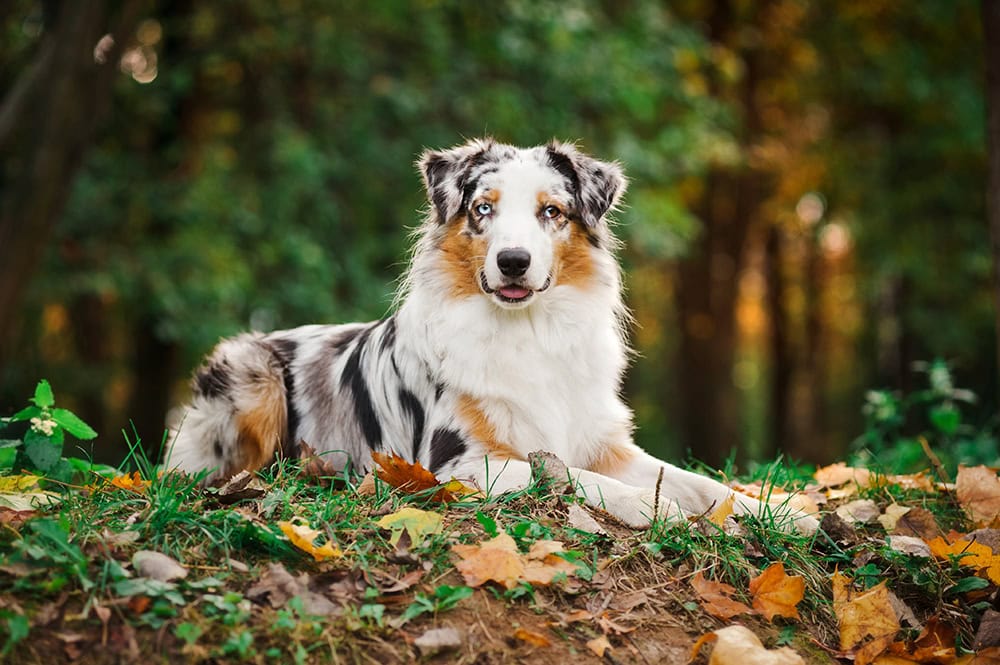 merle Australian shepherd dog