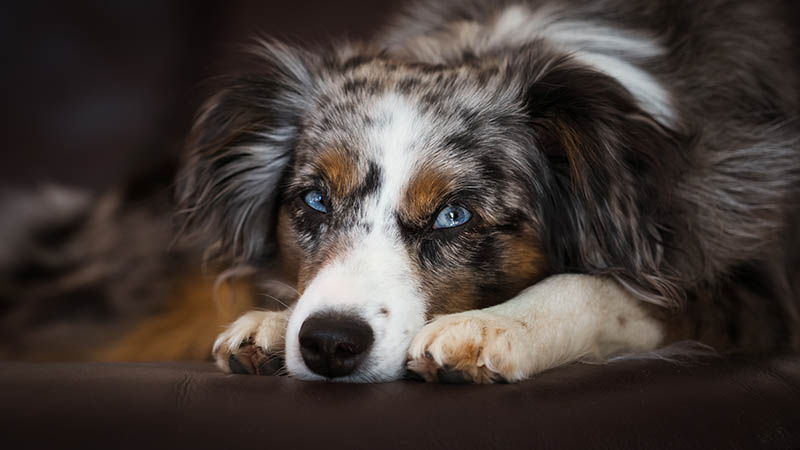 mini australian shepherd up close