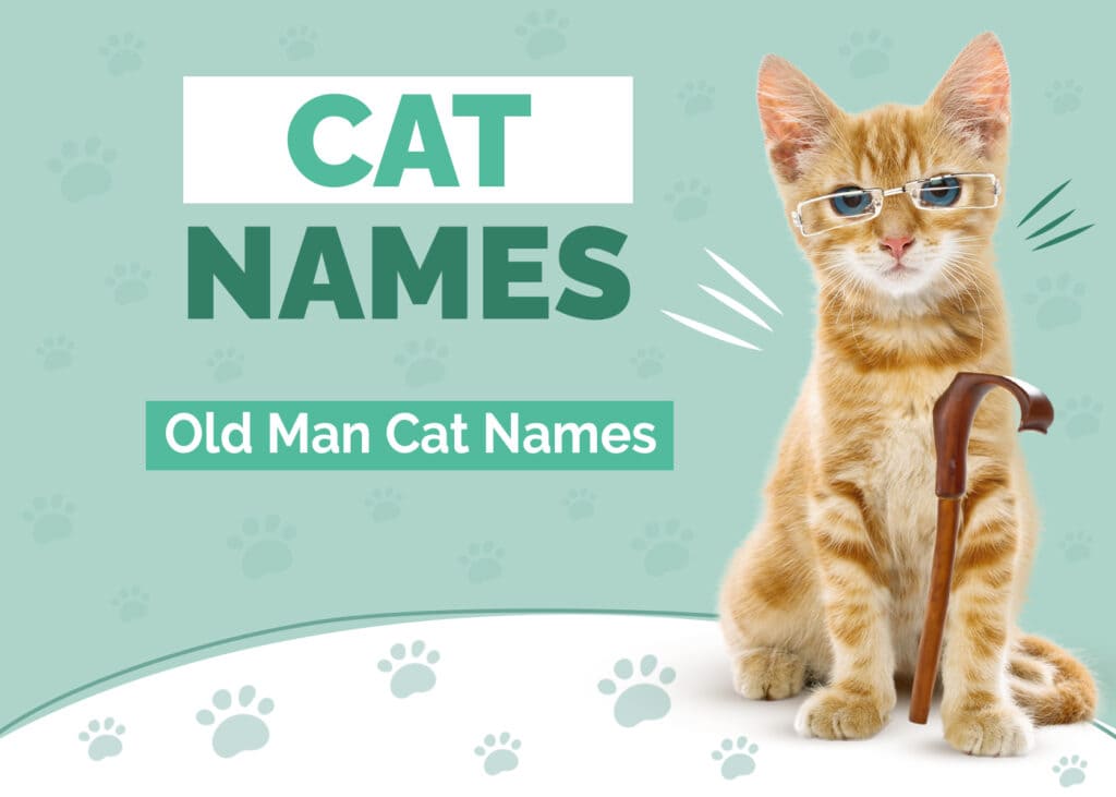 Old Man Names for Cats