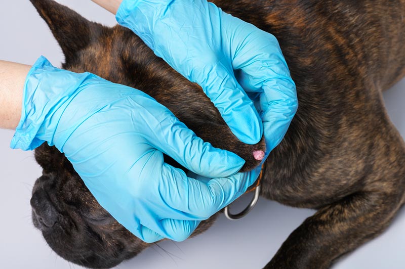 papilloma on the dog's ear