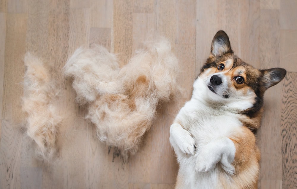 Pembroke welsh corgi dog beside shedded fur