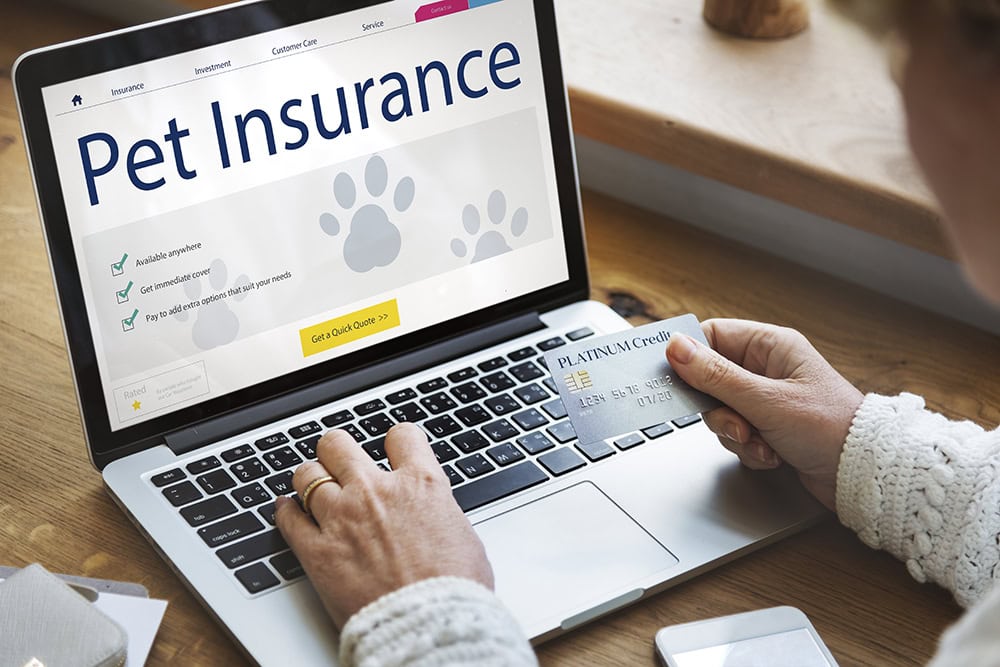 person paying for pet insurance online