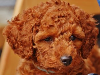 Moyen Poodle: Info, Pictures, Origins & History | Hepper Pet Resources