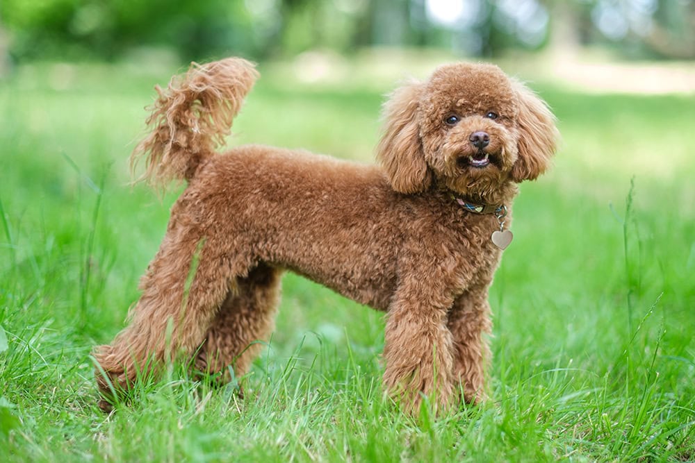 red toy poodle in the park
