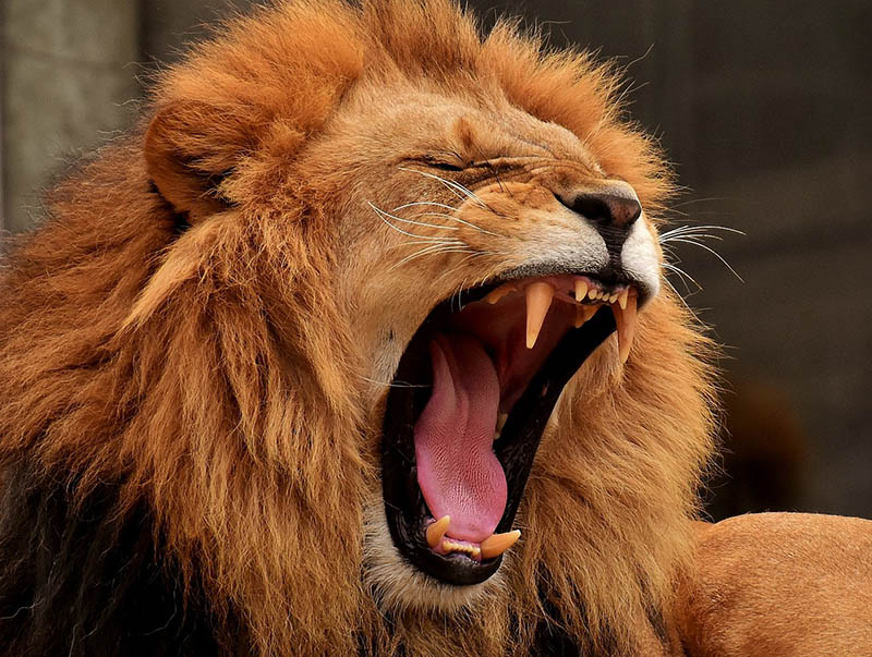 roaring lion