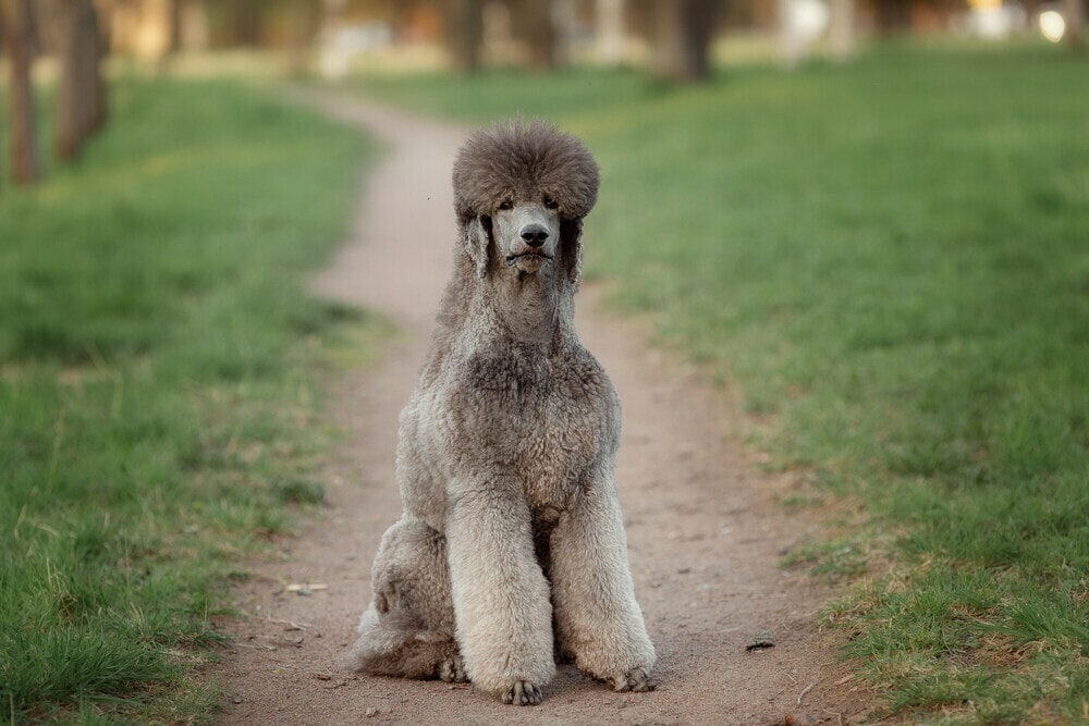 Silver Poodle standing on a path and grass