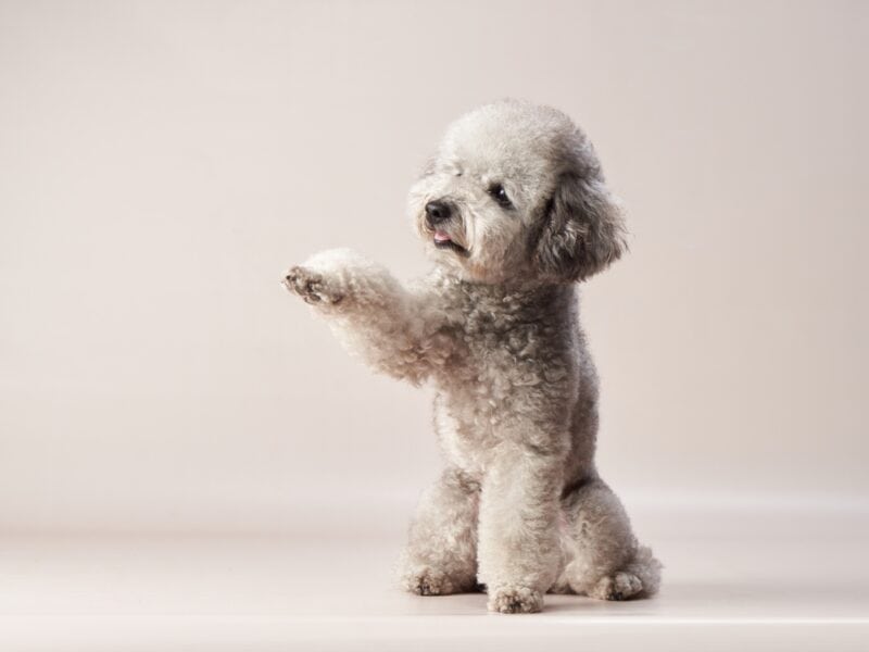 silver-toy-poodle giving paw