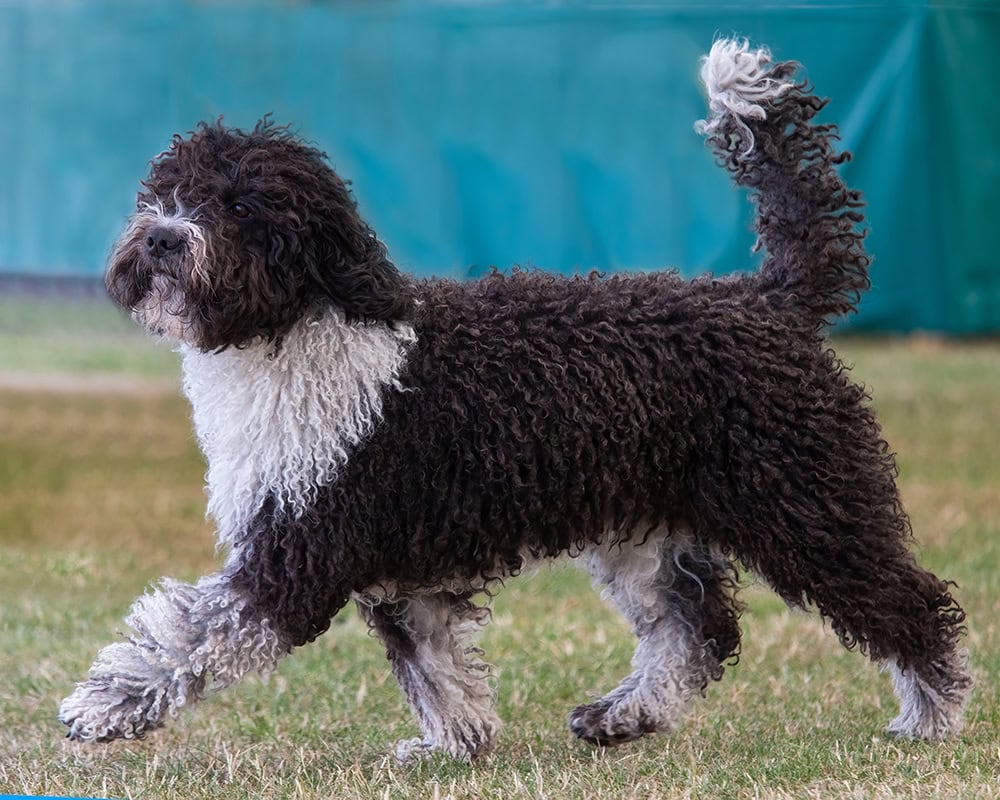Spanish Water Dog at the dog show