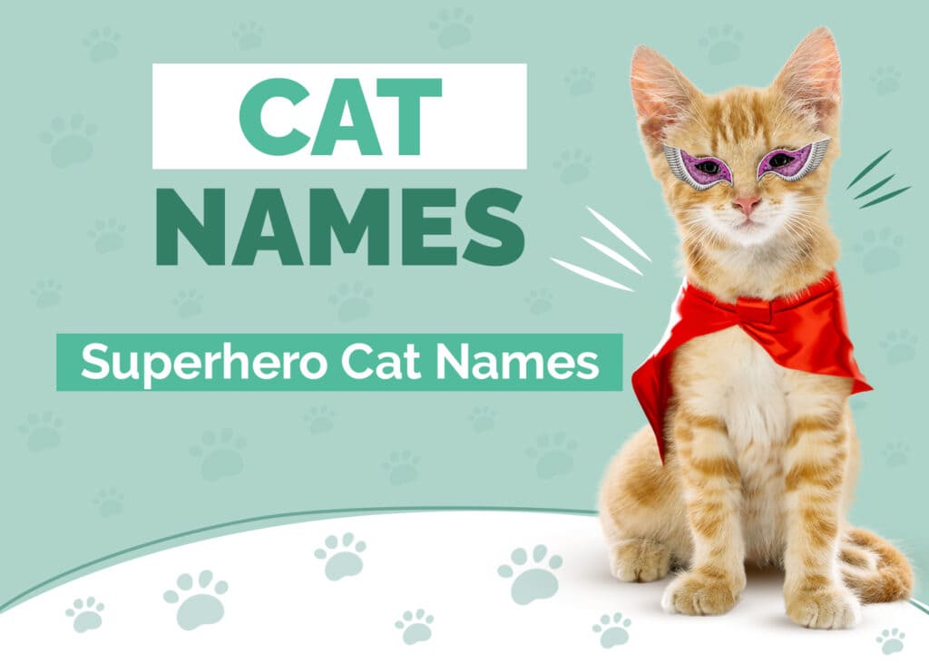 Superhero Cat Names