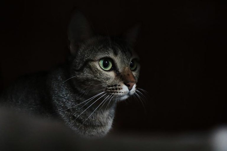Is It OK Confining a Cat to a Room at Night? Vet-Reviewed Facts ...