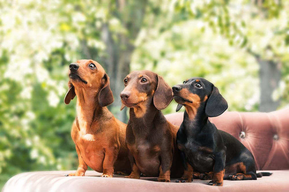 Three Dachshund dogs different colors
