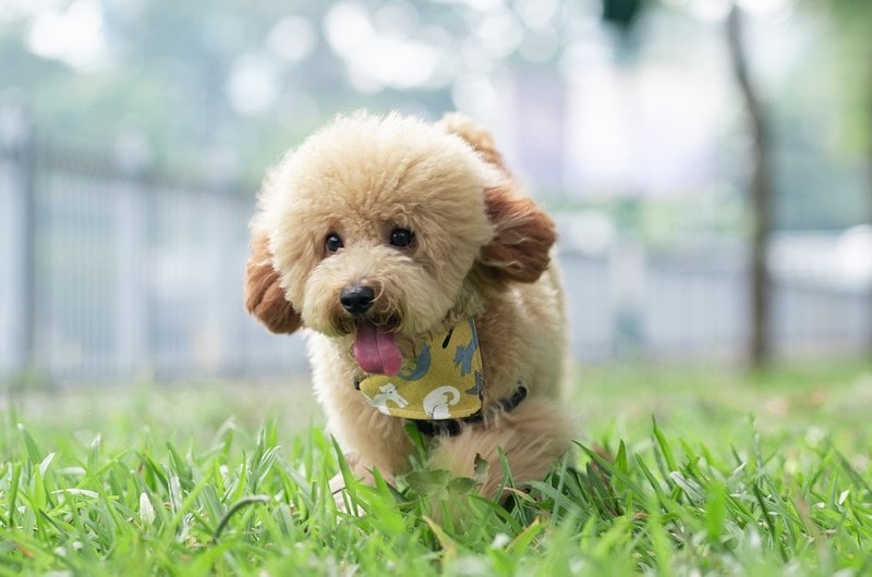 toy poodle walking on grass