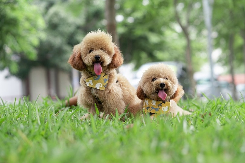 two toy poodles outside