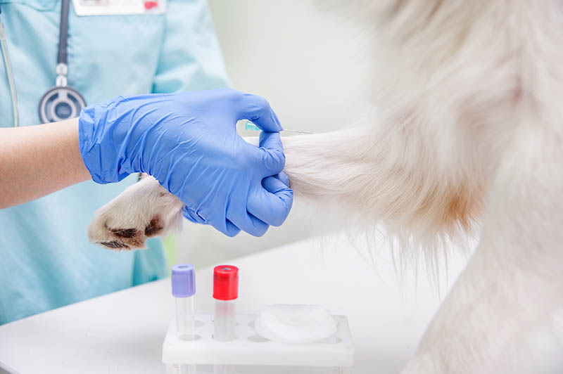 vet doing needle sampling on a dog