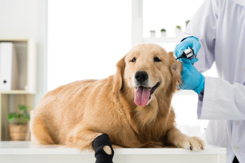 vet examining a golden retriever's ear