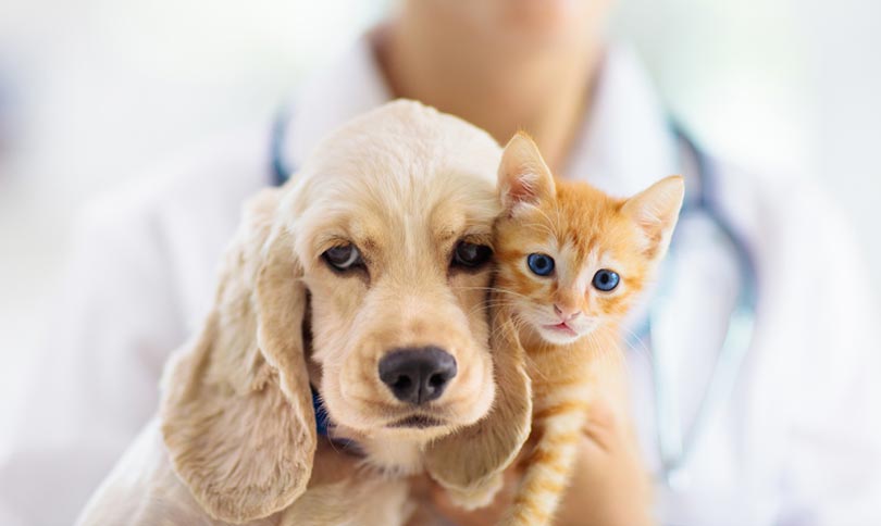 vet holding dog and cat in vet clinic