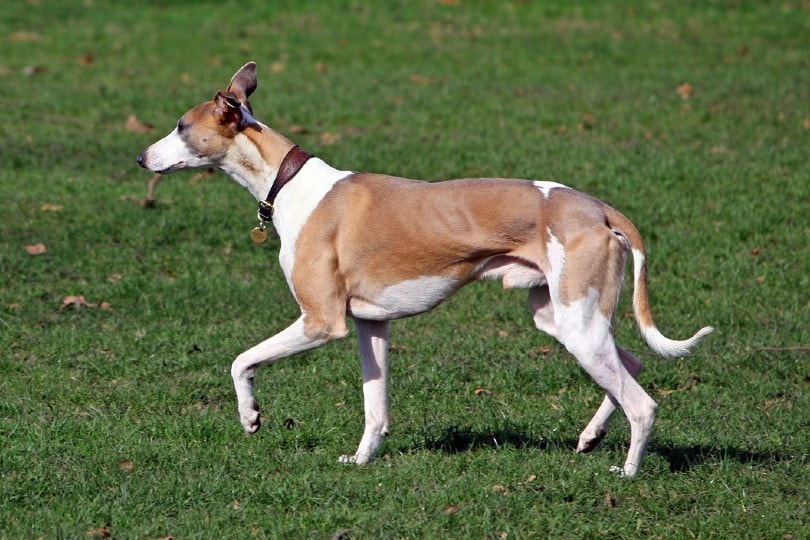 whippet dog walking on grass outside