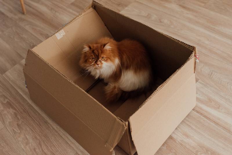 white and orange cat in brown cardboard box