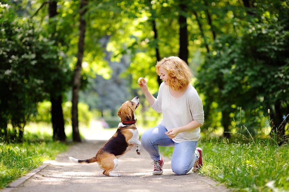 woman giving beagle some treats