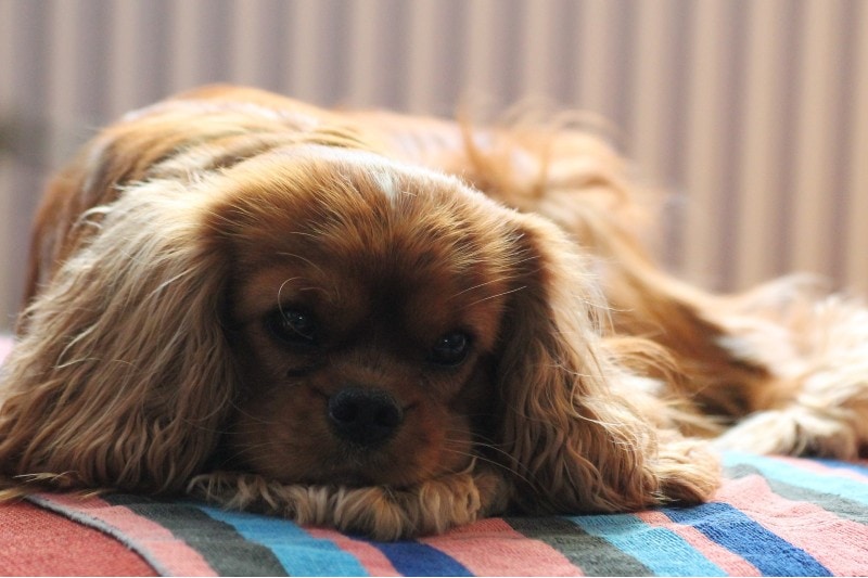 A Brown Cavalier King Charles Spaniel lying on a bed
