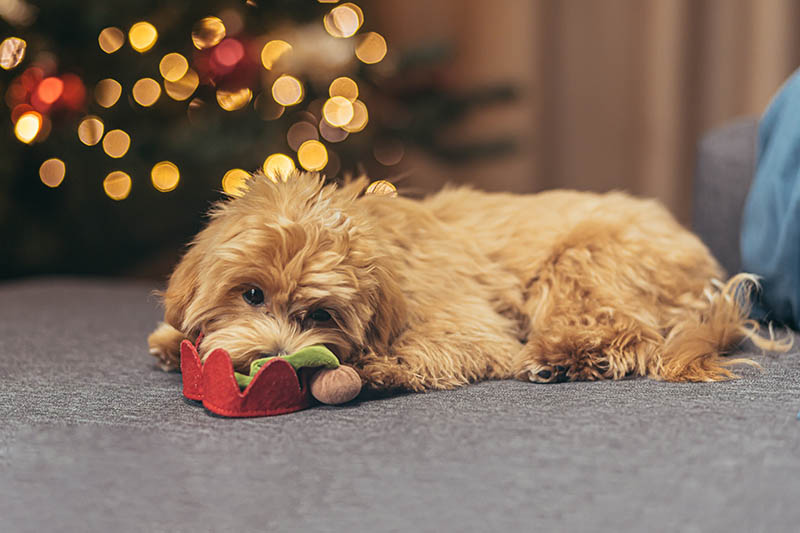 A small dog of the multipoo breed is sitting on the sofa near the Christmas tree