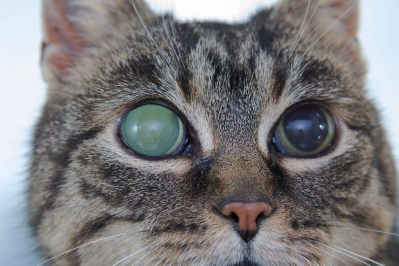 Acute glaucoma in adult cat