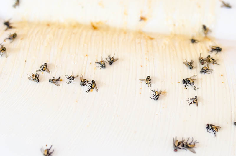 Adhesive insect trap