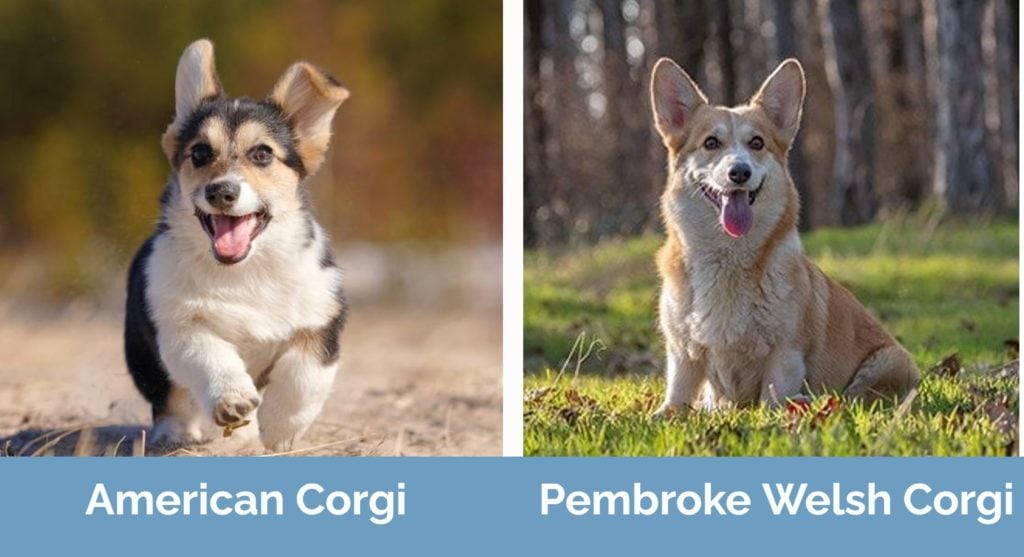 American Corgi vs. Pembroke Welsh Corgi _ Side by Side