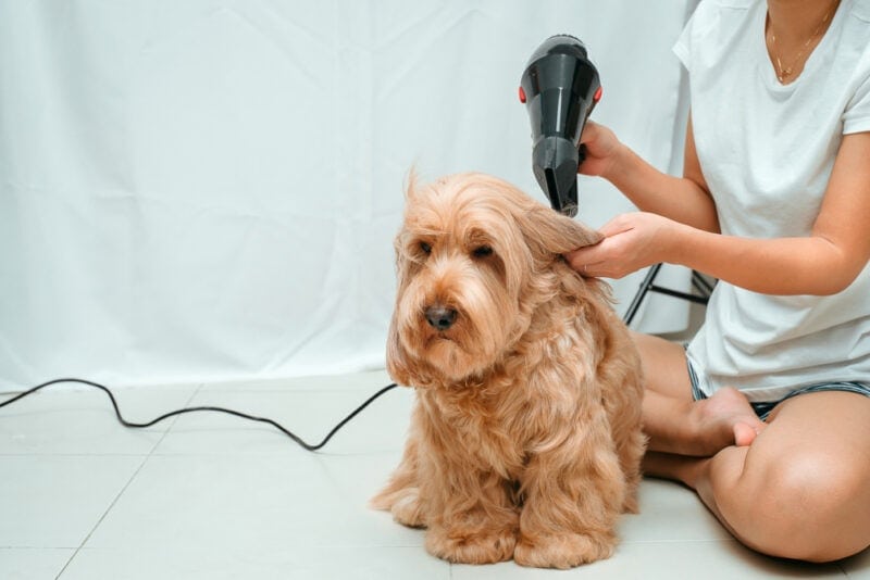 Asian owner grooming hair dryer to dry Cockapoo dog hair