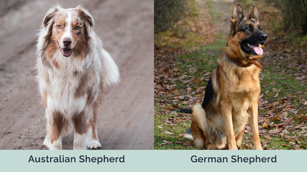 Australian Shepherd vs German Shepherd side by side