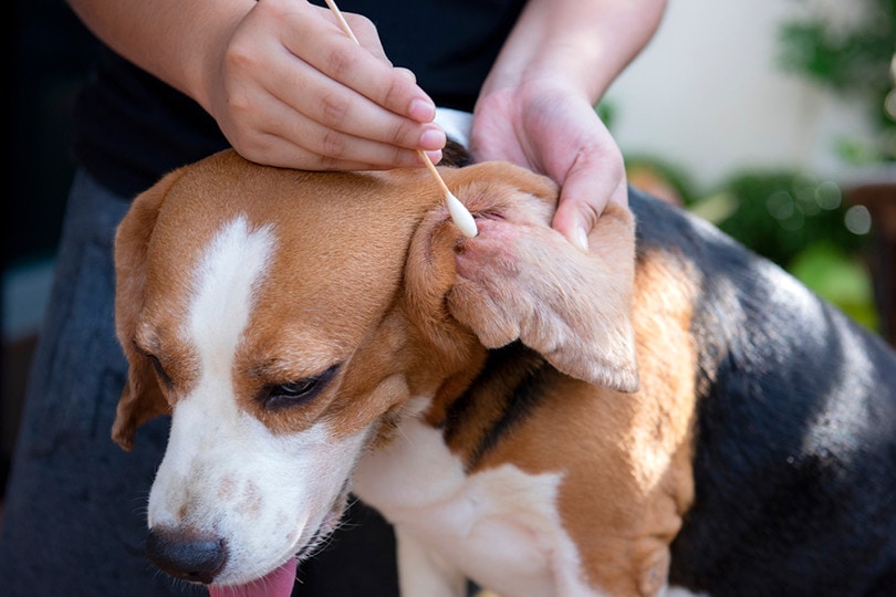 Cleaning Beagle Ears