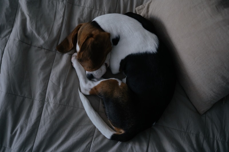 Beagle curled up on the bed