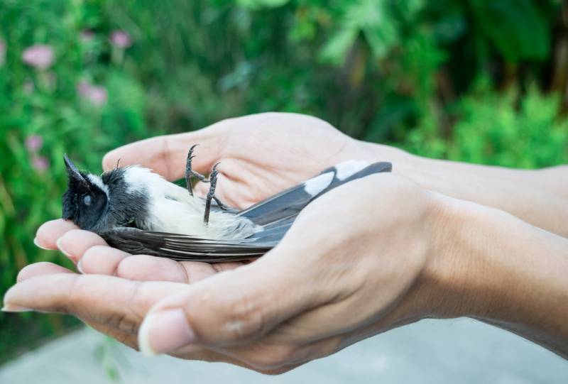 Bird Dying