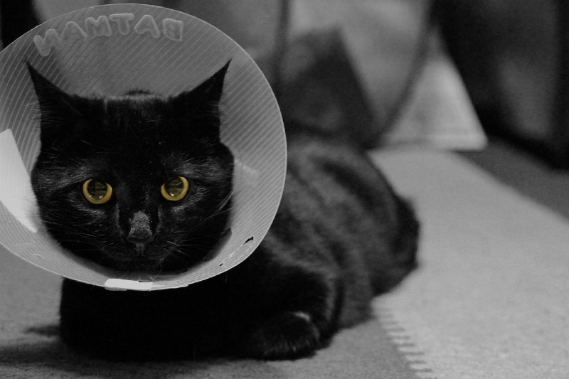Black cat wearing Elizabethan Collar