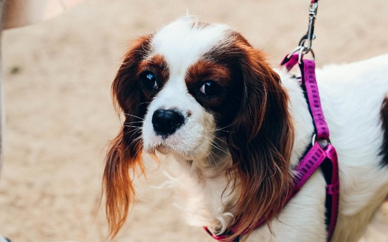 Cavalier King Charles Spaniel dog on a leash