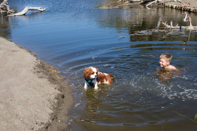 Cavalier King Charles Spaniels Swim