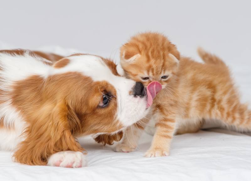 Cavalier King Charles Spaniels with Cat