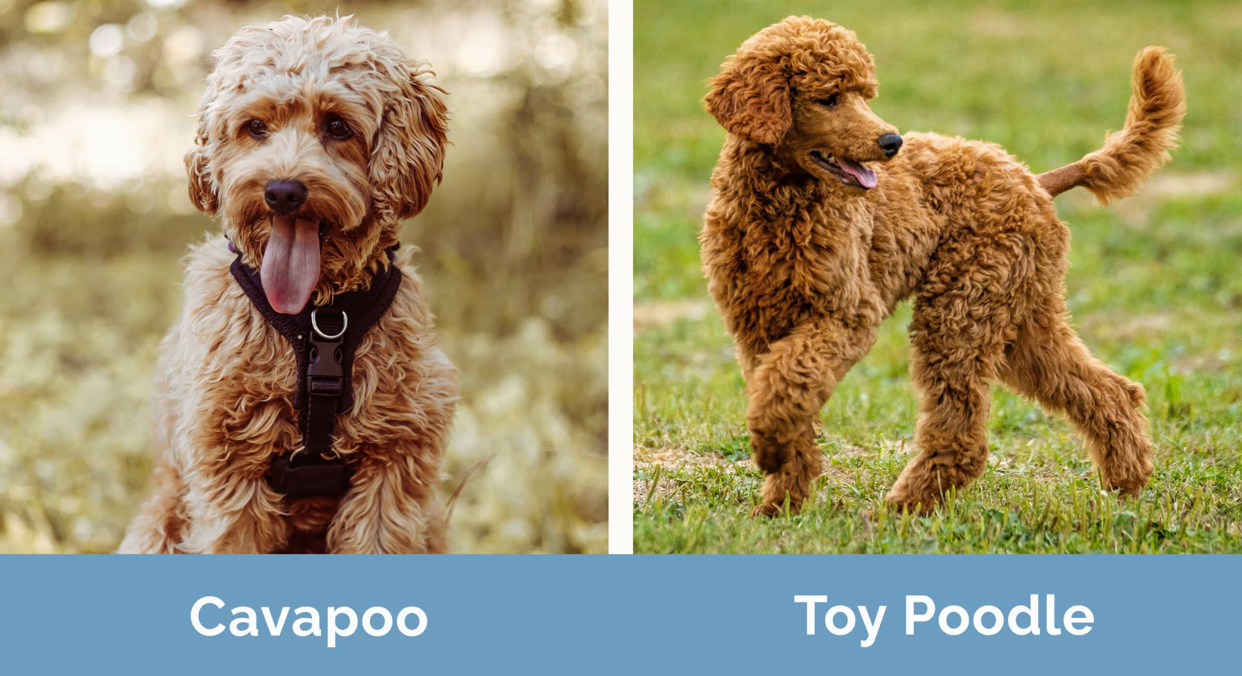 Cavapoo vs Toy Poodle side by side