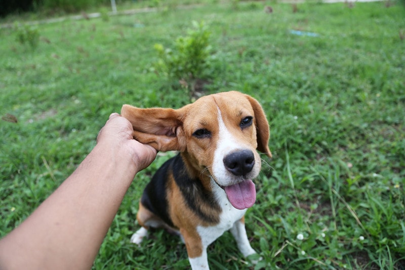Checking Beagle Ears