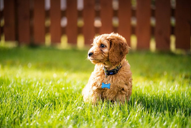 How to Groom a Cockapoo: 8 Great Tips | Hepper Pet Resources