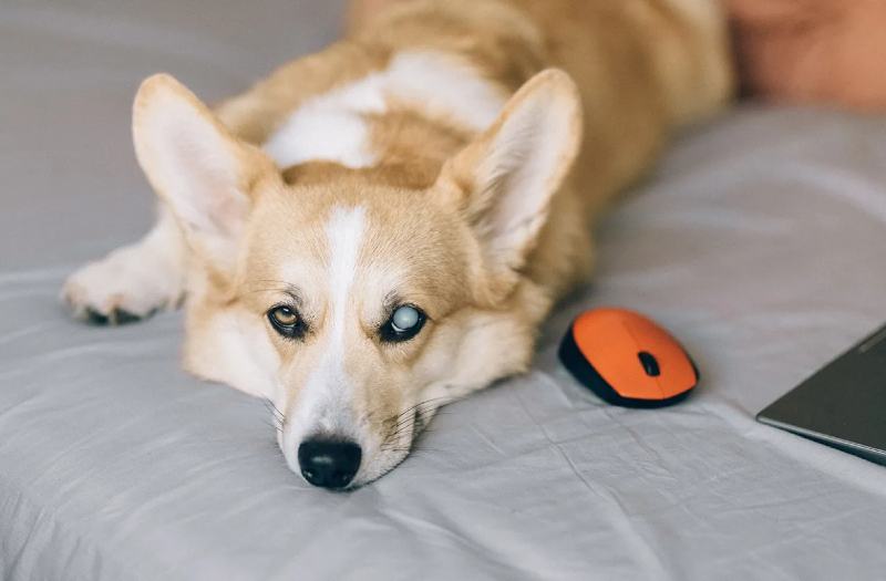 Common Corgi Eye Problems - Cataracts