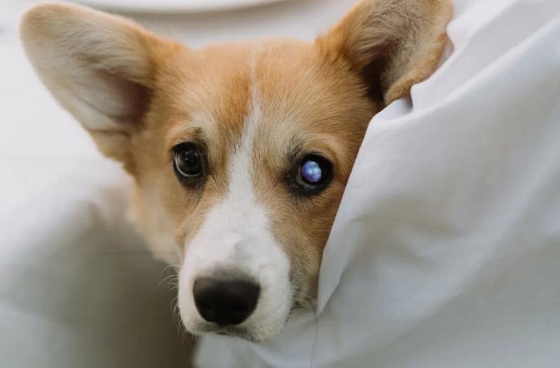 Common Corgi Eye Problems - Progressive Retinal Atrophy