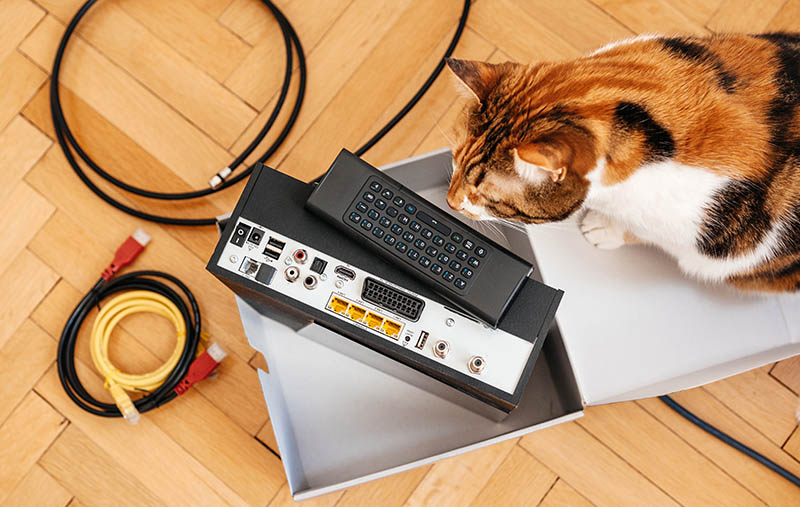 Curious cat inspecting the installation process of new cable-box