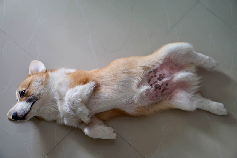 Cute Pembroke Welsh Corgi puppy lying down on white floor