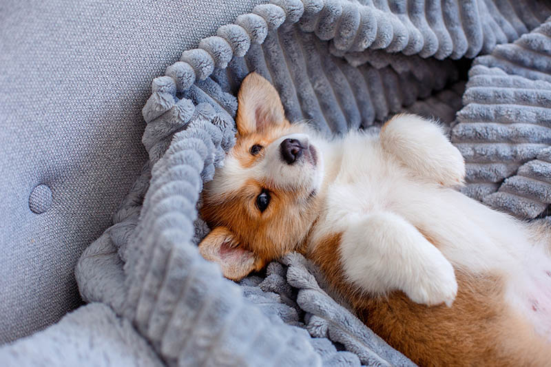 Cute Welsh Corgi Pembroke puppy lying on a blanke