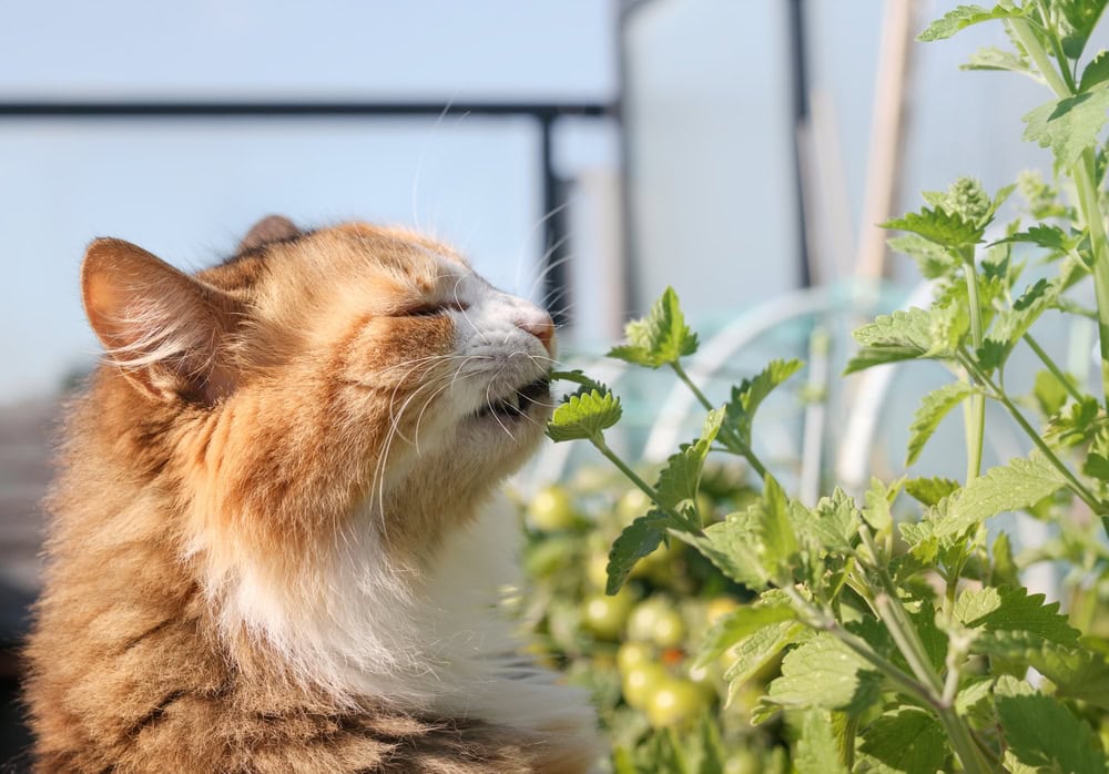 Cute cat eating catnip in front of defocused garden