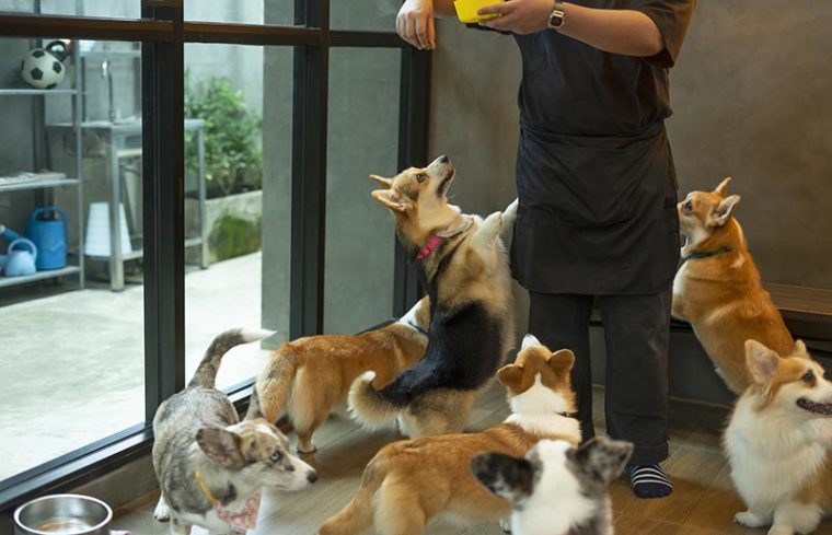 How Much Are Pet Sitting Rates in 2026? (Hourly & Daily Averages ...