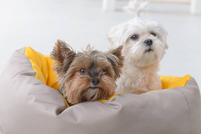 Cute young Maltese and a Yorkie sitting in bed at home