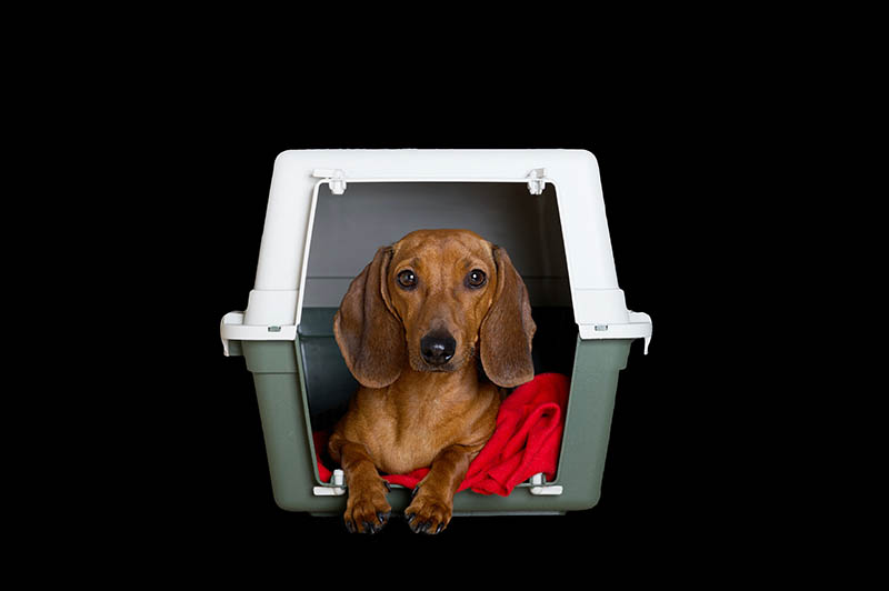Dachshund in a crate